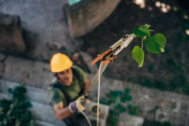 Best Tree Stump Removal  in Ceres, CA